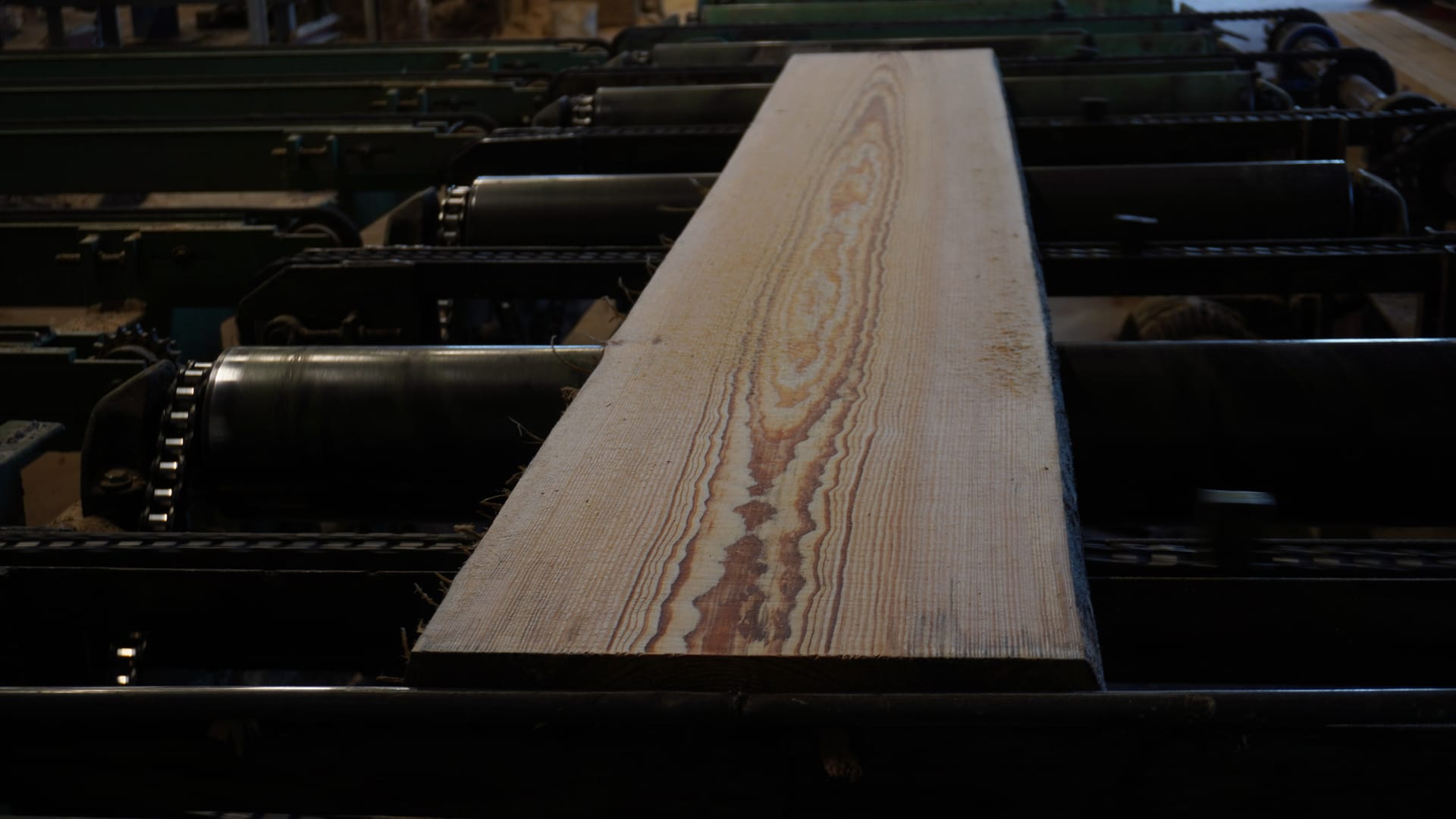A freshly sawn softwood board on the infeed rollers