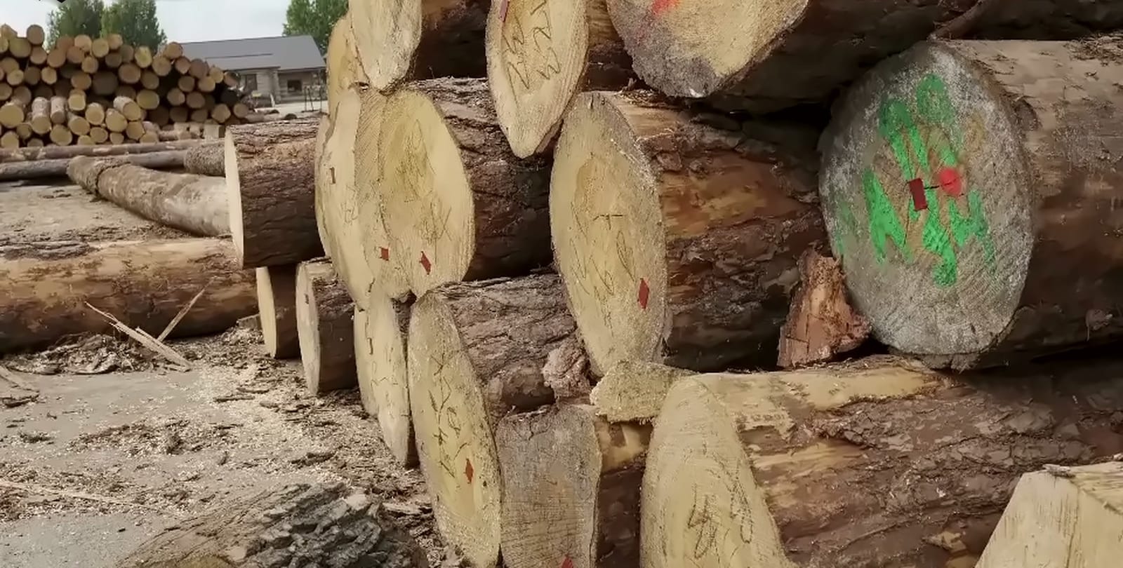 Stos drewna okrągłego z leśnymi oznaczeniami na placu tartaku Drewno Pilarscy w Sulęcinie